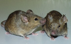 Scientists find brain chemical influences 'sexual preference' in mice