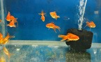 印尼电影项目《Goldfish》在釜山获三项扶持奖